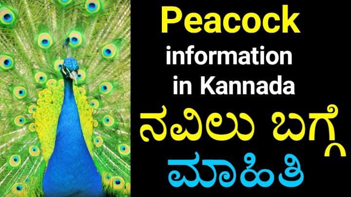 write an essay on peacock in kannada