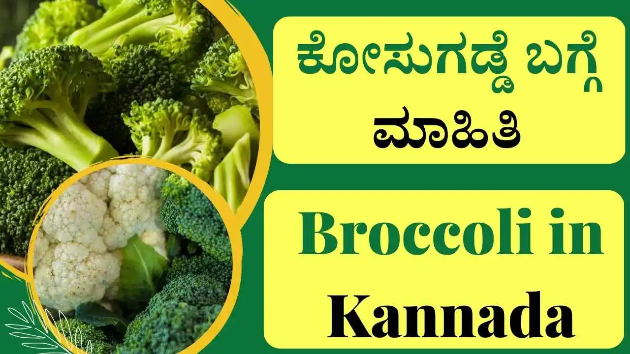 Broccoli in Kannada ಕೋಸುಗಡ್ಡೆ ಬಗ್ಗೆ ಮಾಹಿತಿ