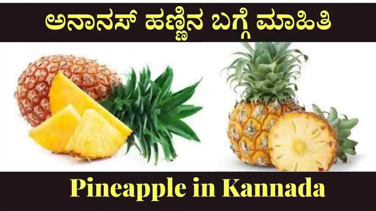 Pineapple In Kannada ಅನಾನಸ್‌ ಹಣ್ಣಿನ ಬಗ್ಗೆ ಮಾಹಿತಿ 0111